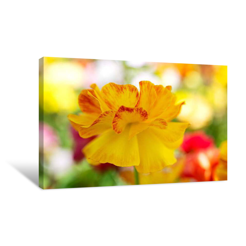 Yellow Orange Petals Canvas Wrap