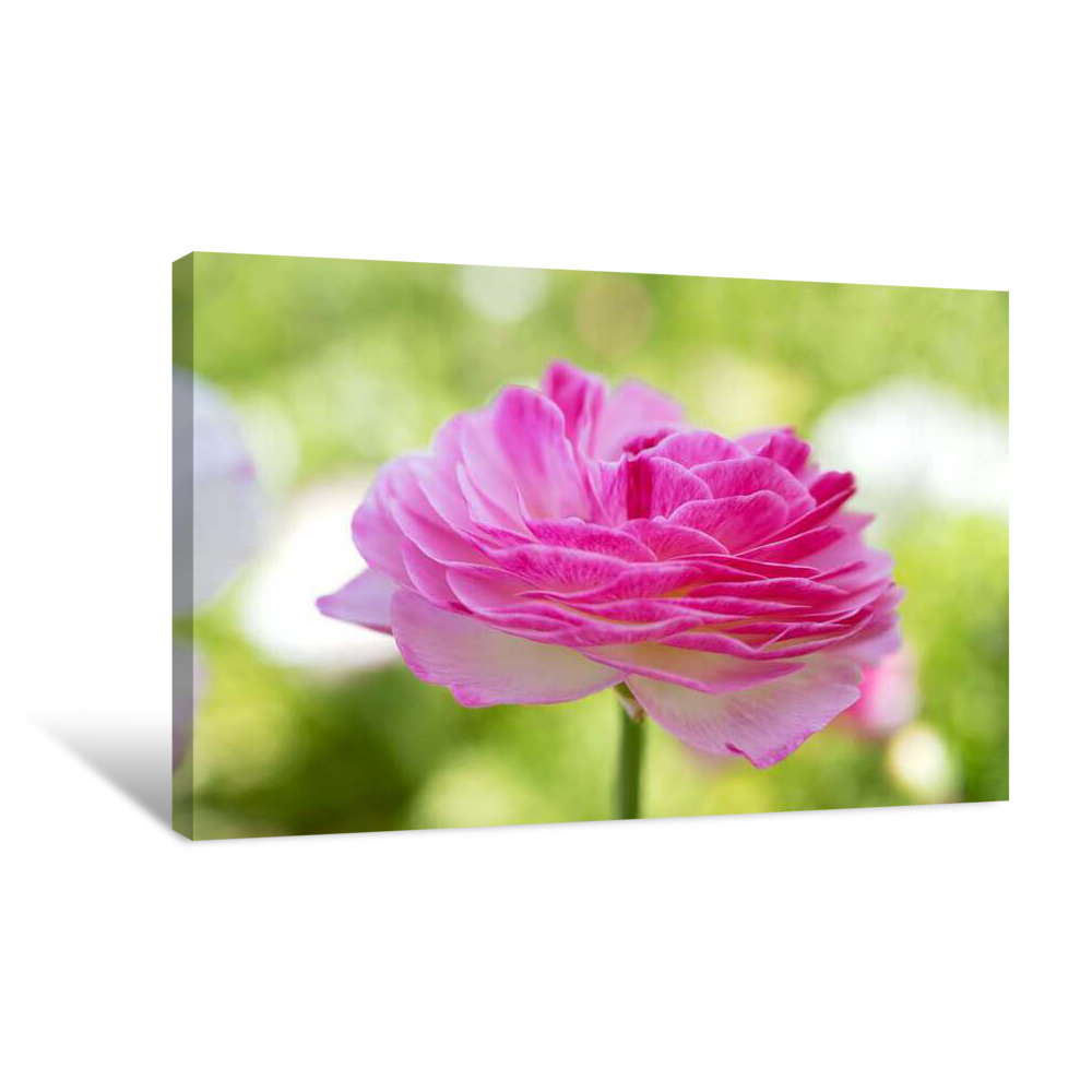 Spring Time Flower Canvas Wrap