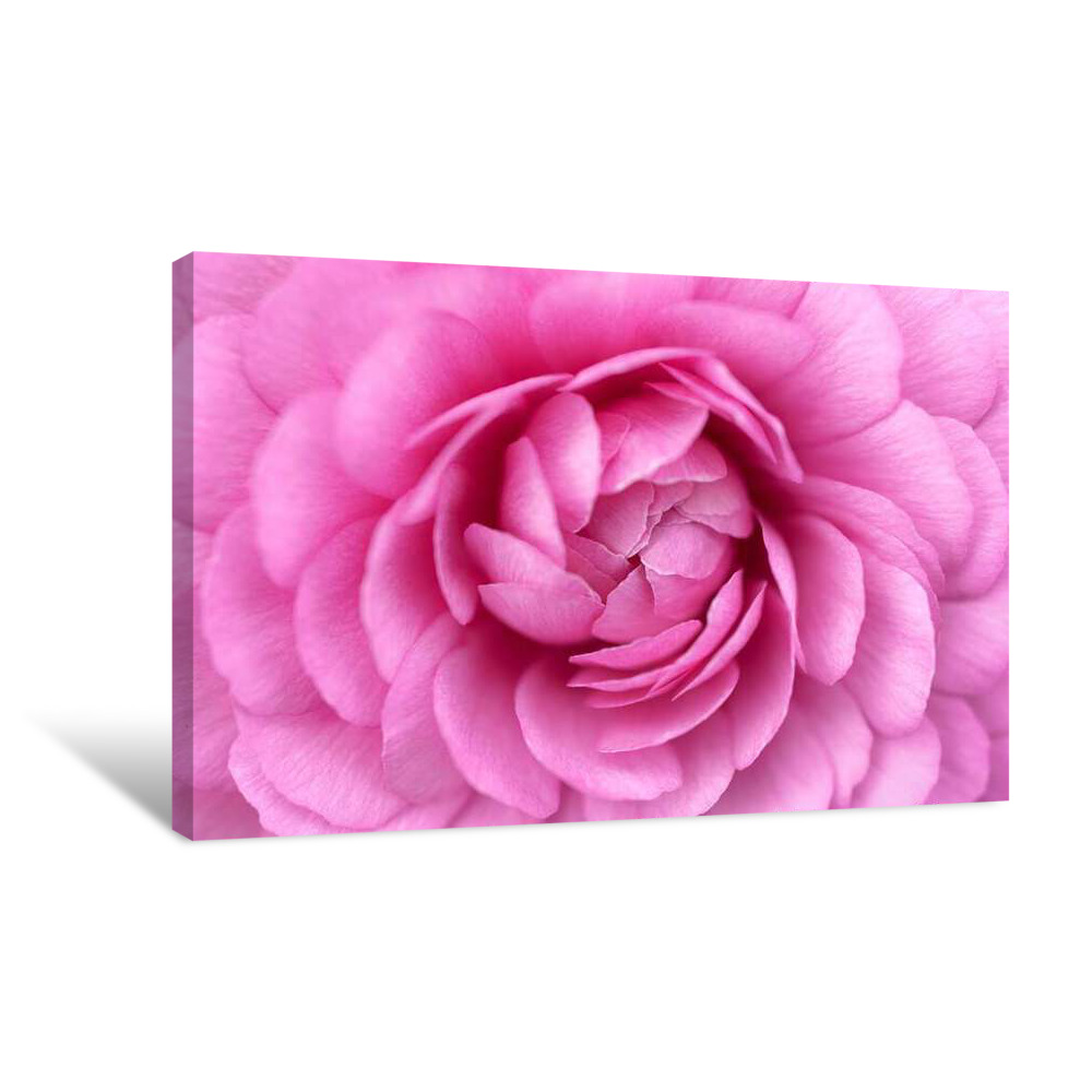 Twisted Pink Canvas Wrap