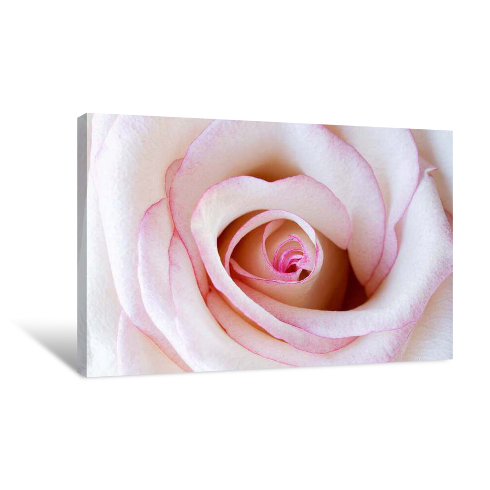 Twisted Pearl Rose Canvas Wrap