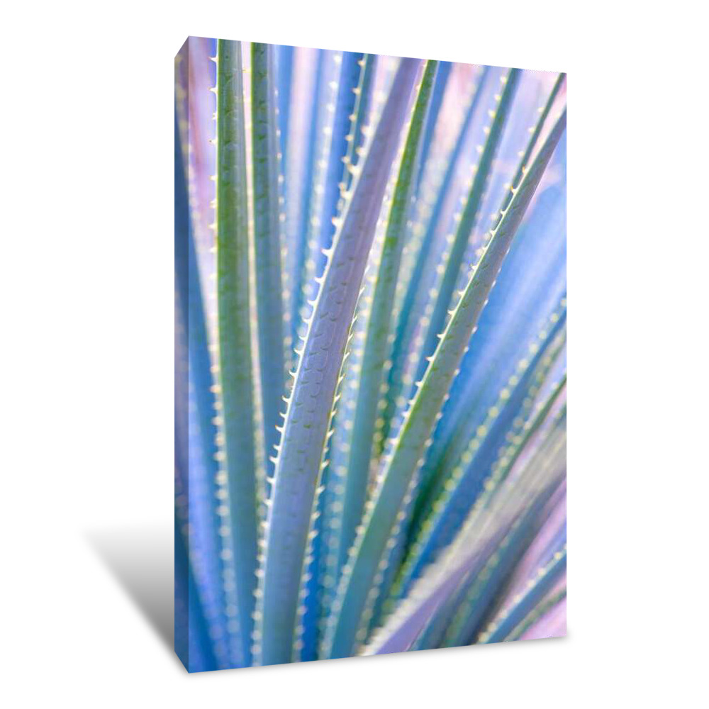 Blue Aloe Canvas Wrap