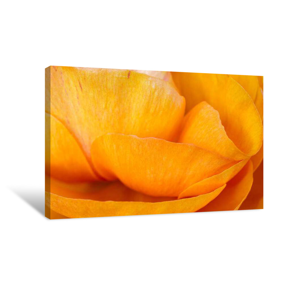 Amber Petal Canvas Wrap