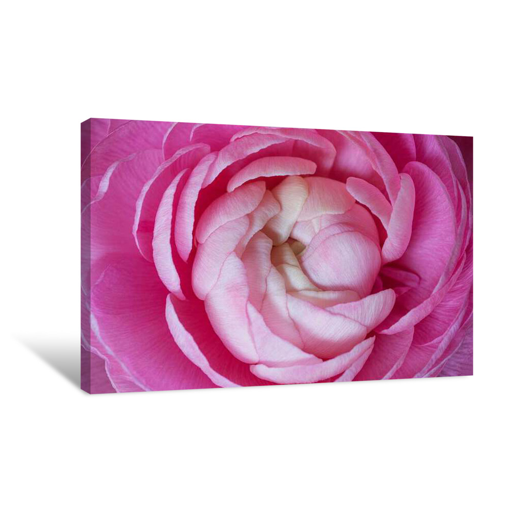 Plucky Pink Canvas Wrap