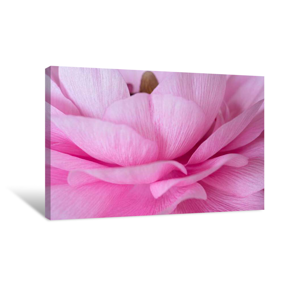 Gentle Pink Canvas Wrap