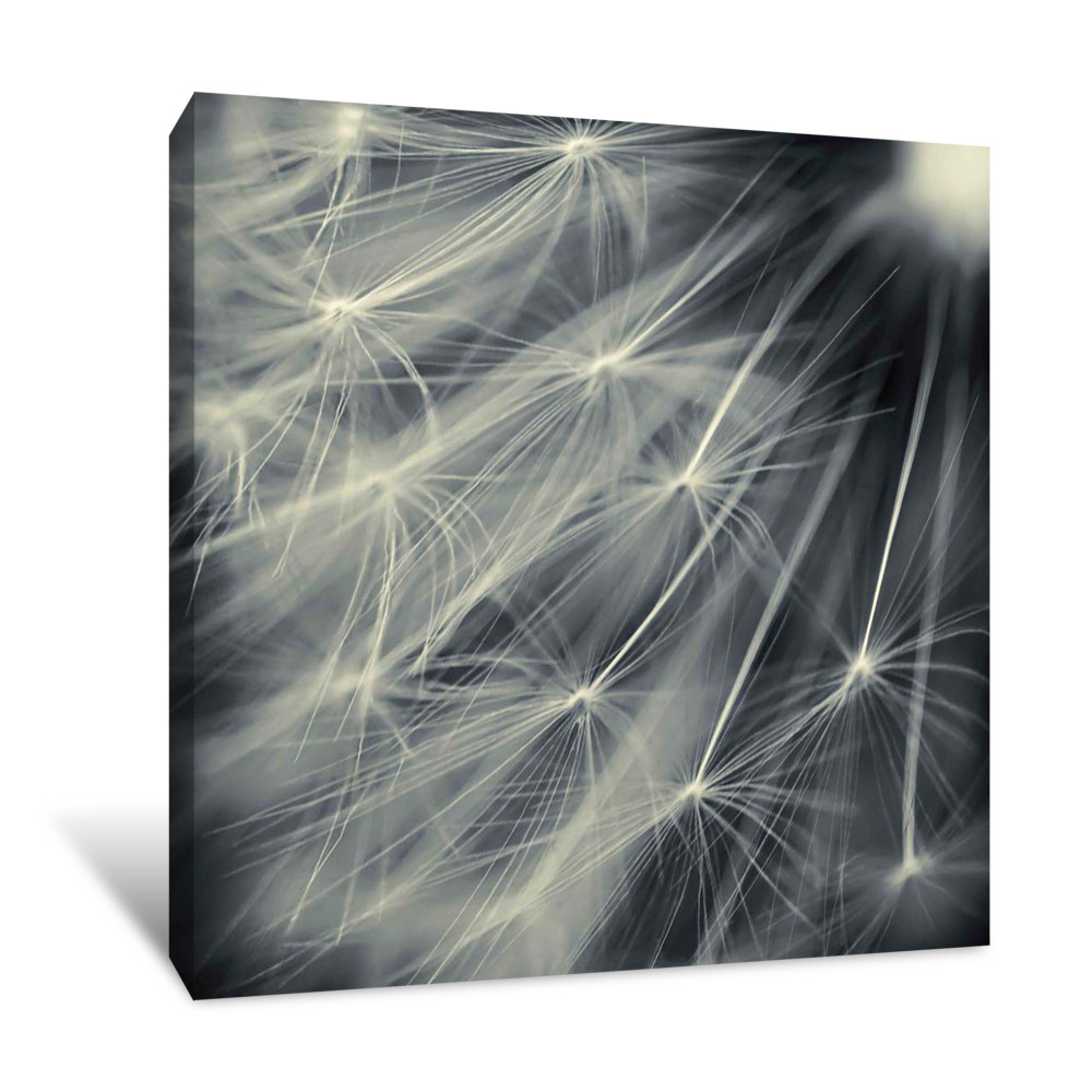 Search for Light Canvas Wrap