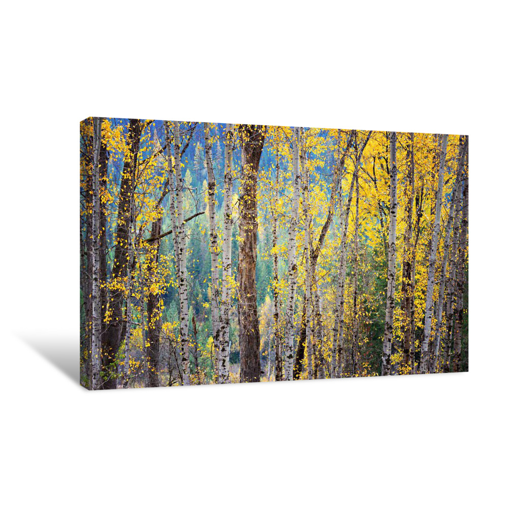 Kootenay Fall Canvas Wrap