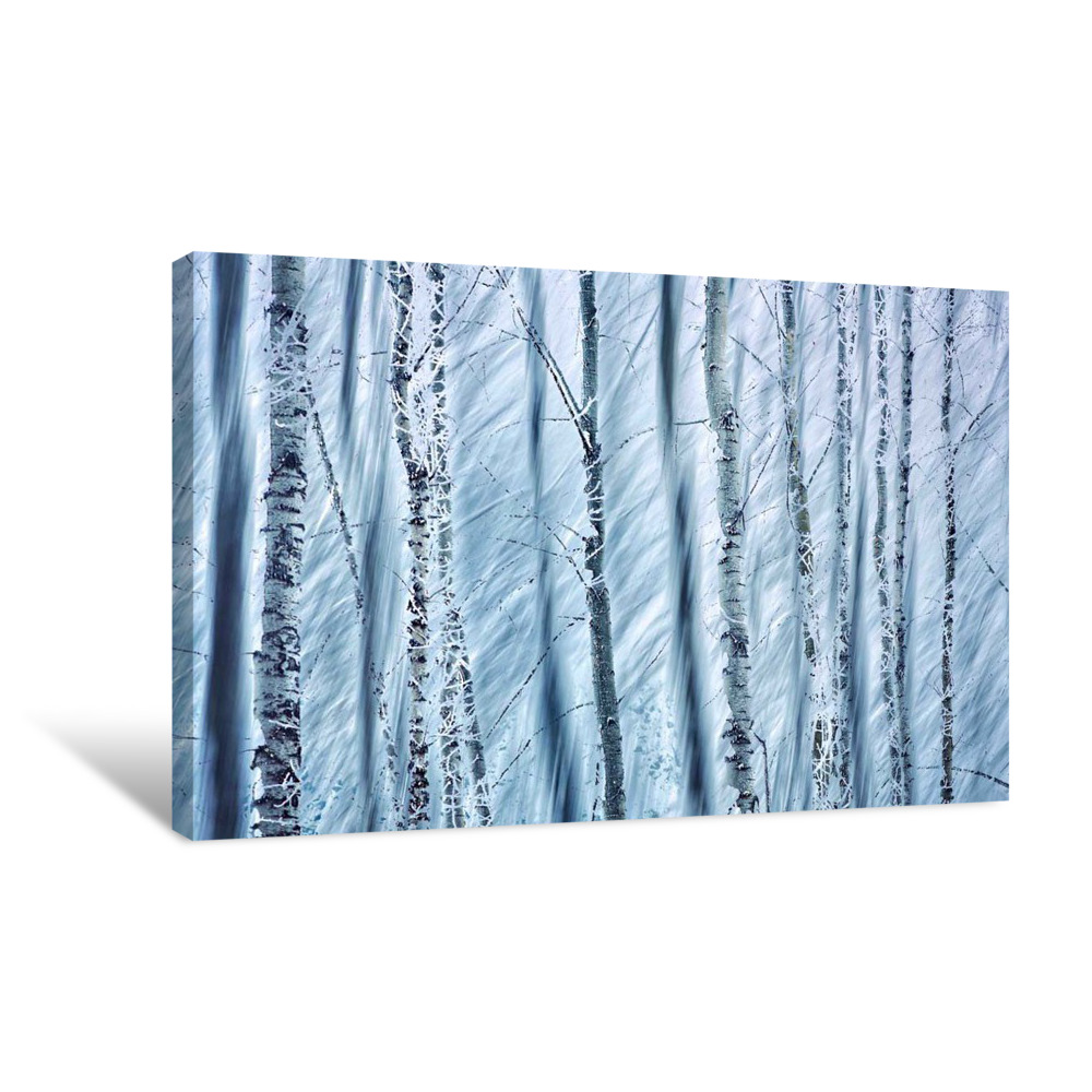 Winter Trees Canvas Wrap