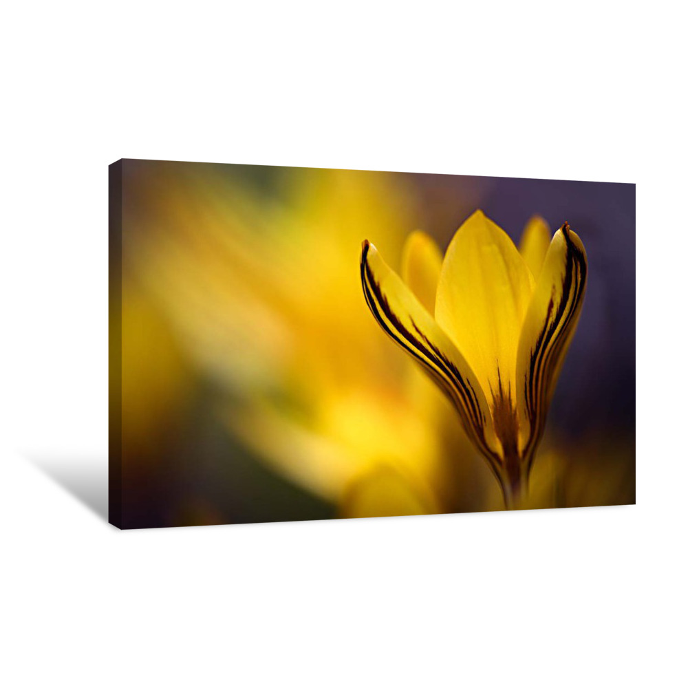 Yellow Crocus Canvas Wrap