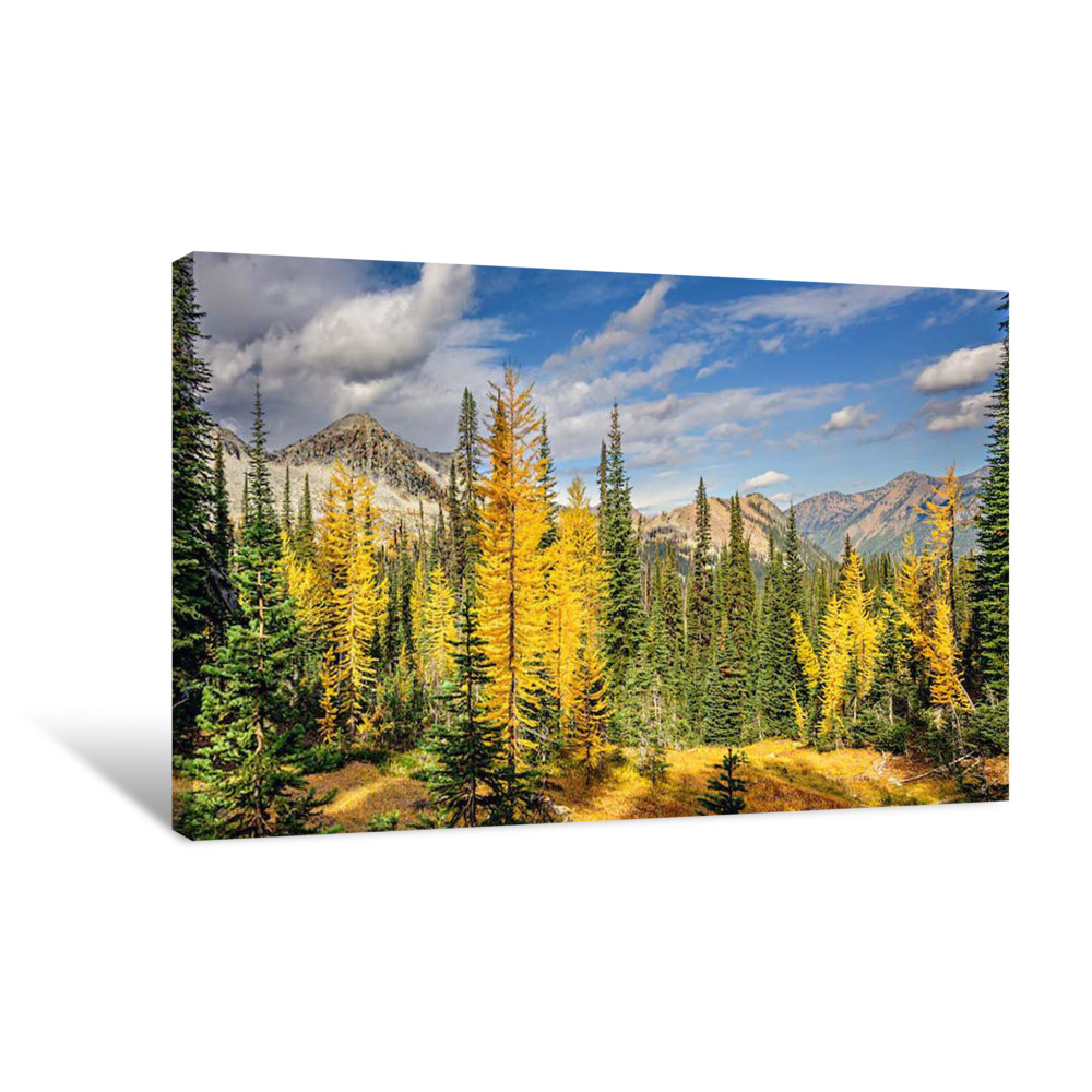 Larches and Fir Canvas Wrap