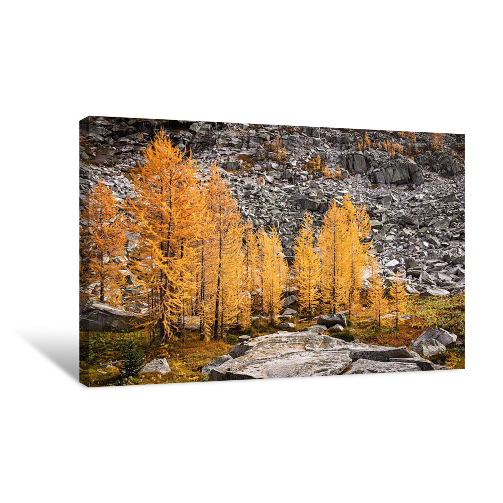 Larches and Rocks 1 Canvas Wrap