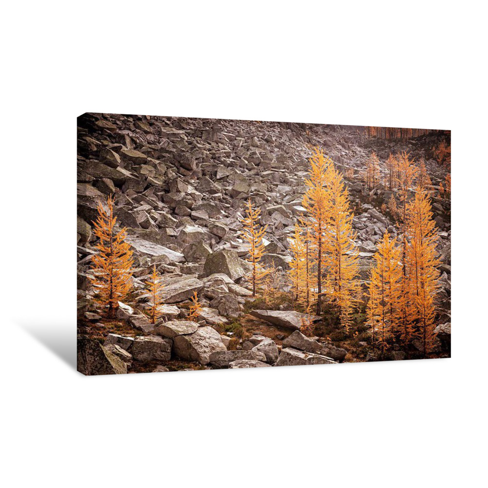 Larches and Rocks 2 Canvas Wrap