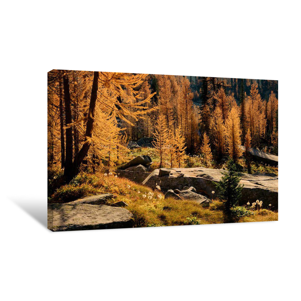 Larches Rocks and Seedheads 1 Canvas Wrap