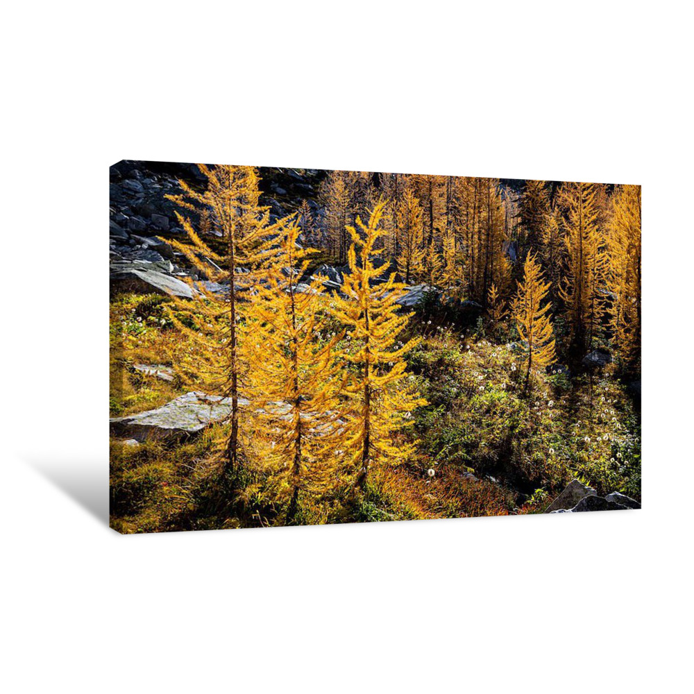 Larches Rocks and Seedheads 2 Canvas Wrap
