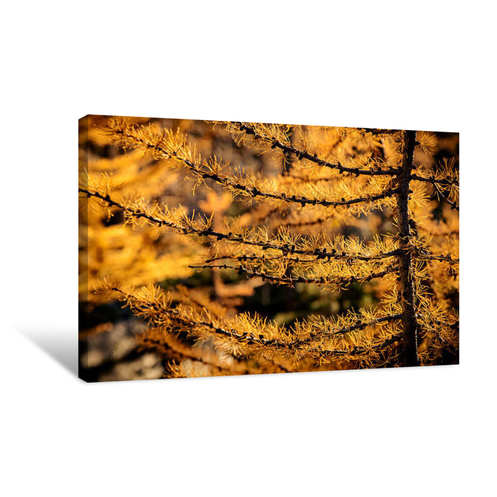 Mountain Larch in Fall Canvas Wrap