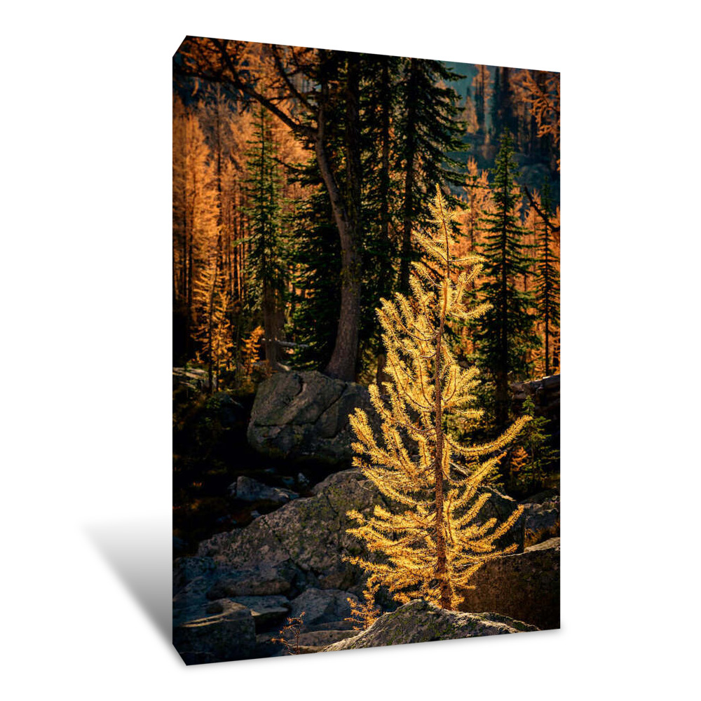 Young Mountain Larch 1 Canvas Wrap