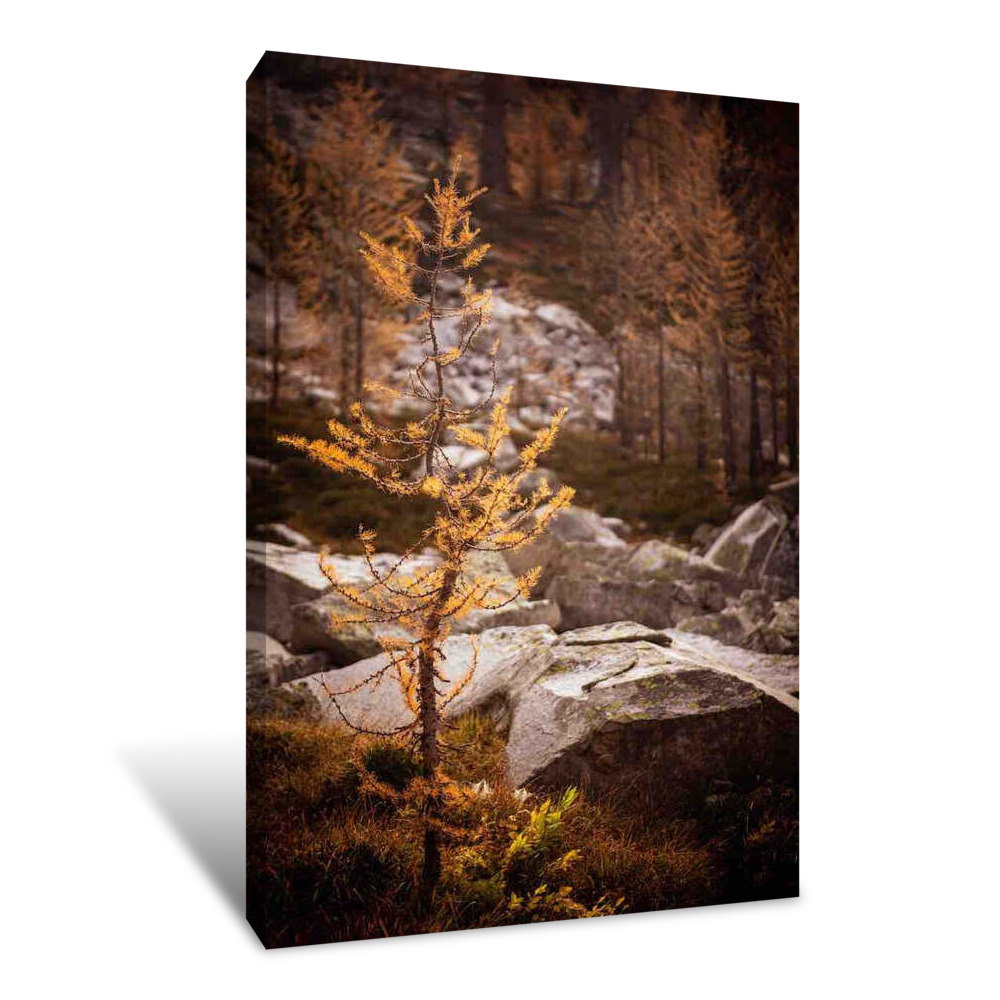 Young Mountain Larch 2 Canvas Wrap