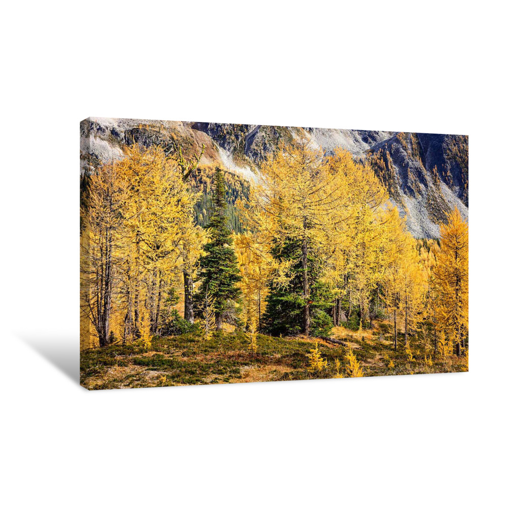 Larches and Fir Trees Canvas Wrap