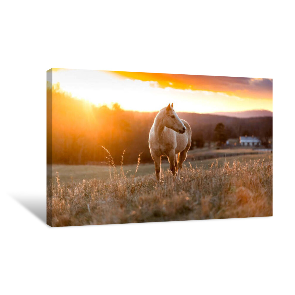 Golden Horse Canvas Wrap