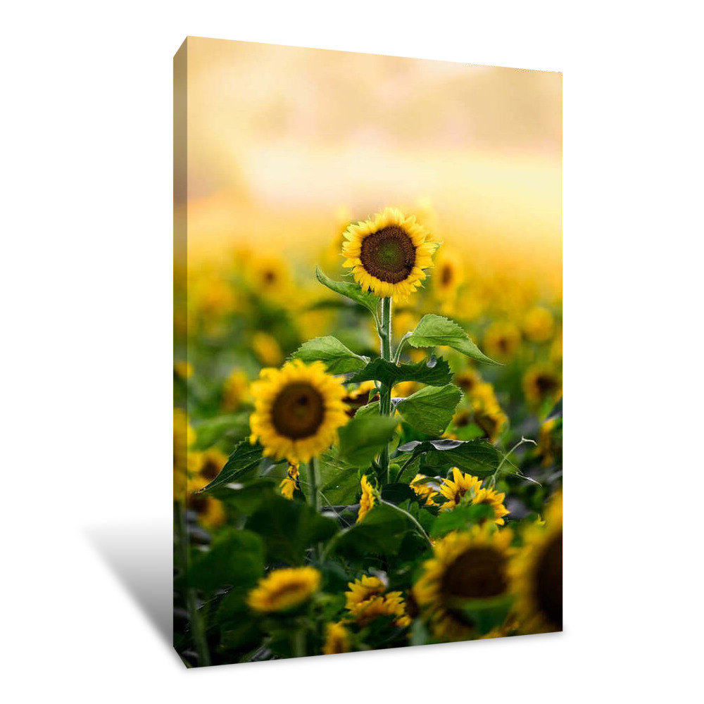 Lone Flower Canvas Wrap